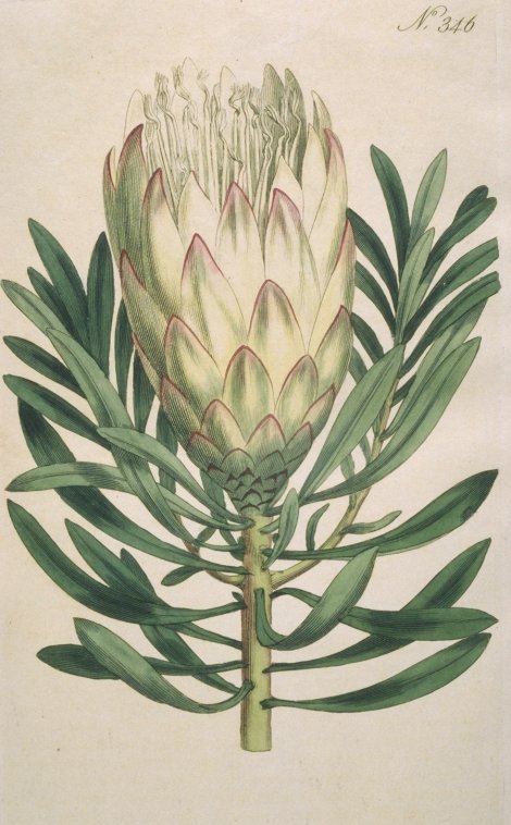 Protea mellifera - Curtis's Botanical