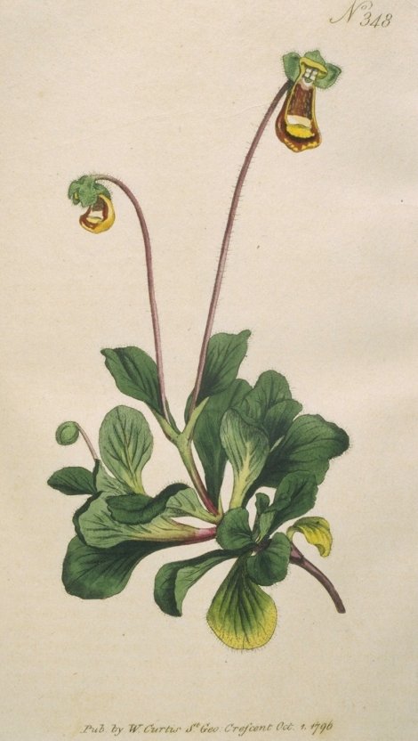 Calceolaria fothergillii - Curtis's Botanical
