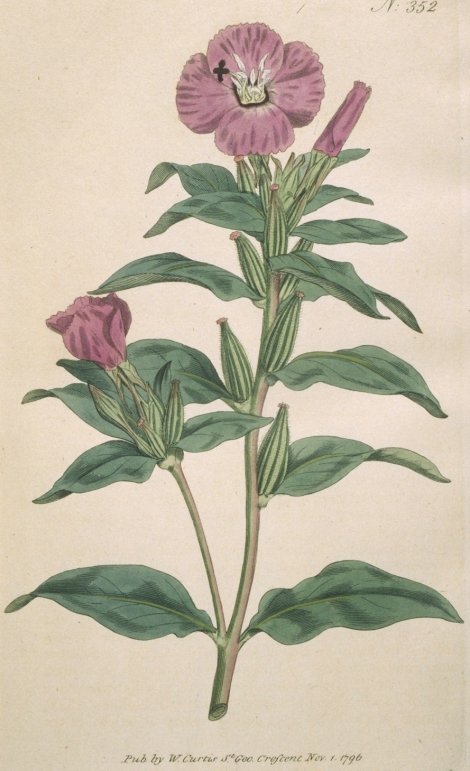 Godetia purpurea - Curtis's Botanical