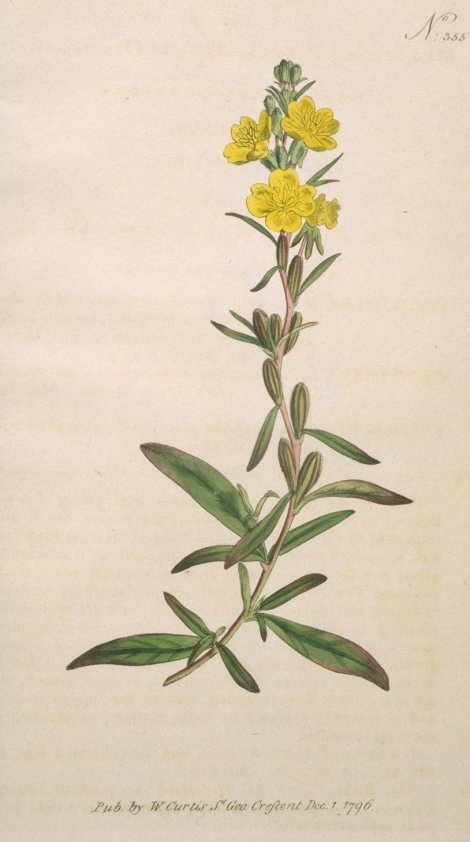 Mahernia incisa - Curtis's Botanical