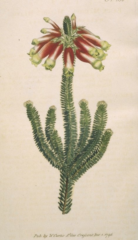Erica massoni - Curtis's Botanical