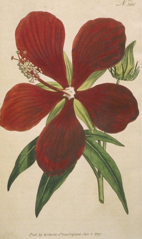 Hibiscus coccineus - Curtis's Botanical