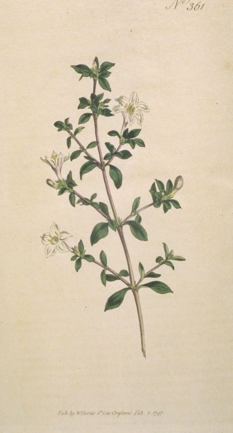 Serissa foetida - Curtis's Botanical