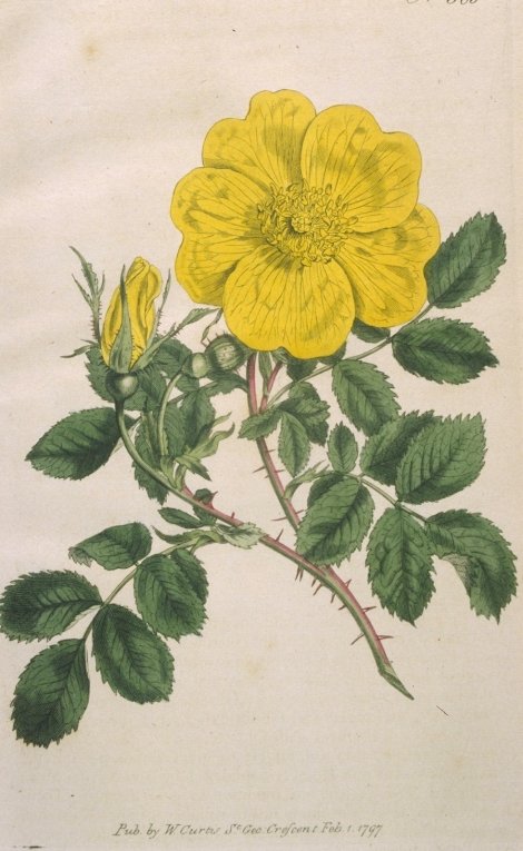 Rosa foetida - Curtis's Botanical