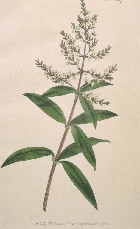 Aloysia citrodora - Curtis's Botanical