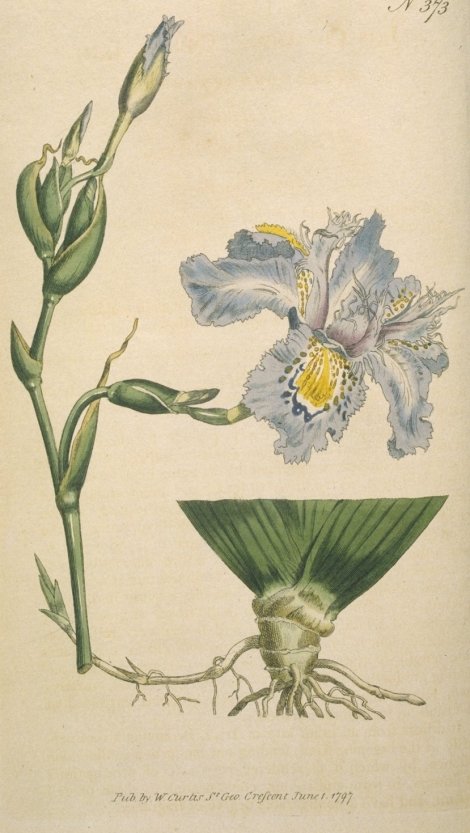 Iris japonica - Curtis's Botanical
