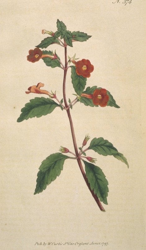 Achimenes erecta - Curtis's Botanical
