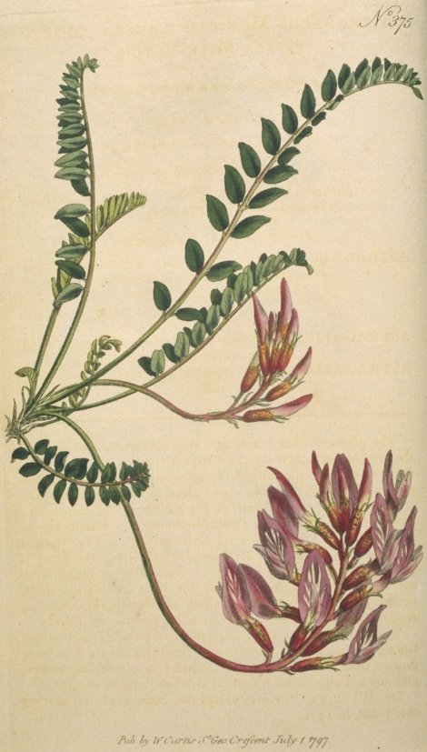 Astragalus monspessulanus - Curtis's Botanical