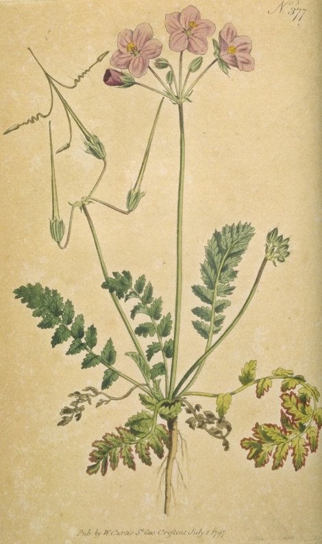 Erodium acaule - Curtis's Botanical