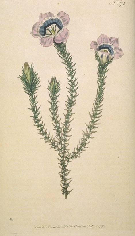 Roella ciliata - Curtis's Botanical