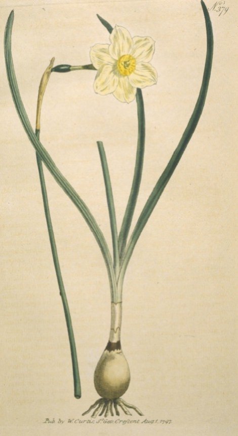 Narcissus tenuior - Curtis's Botanical