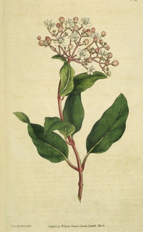 Viburnum tinus - Curtis's Botanical