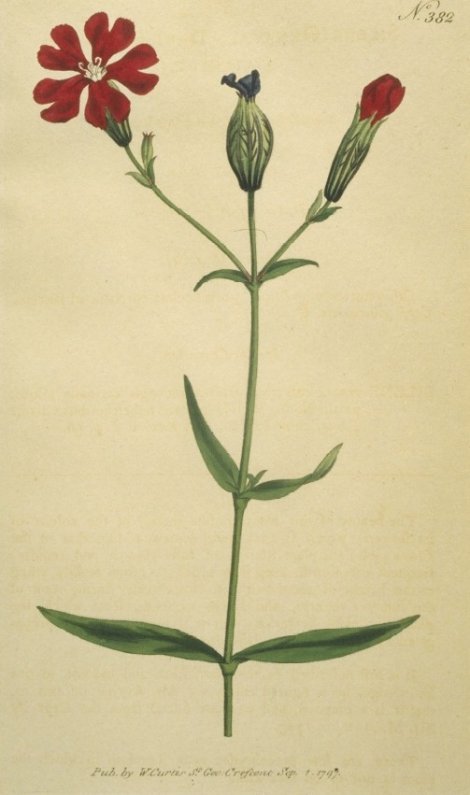 Silene ornata - Curtis's Botanical