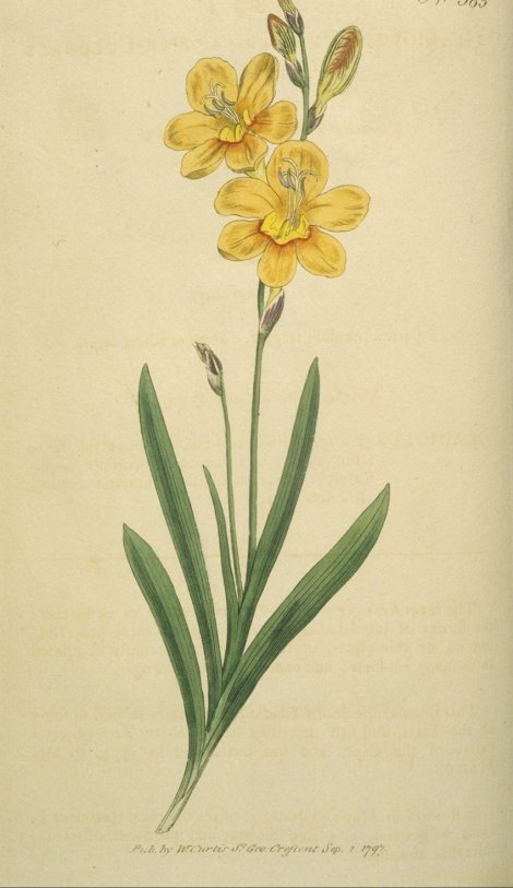Tritonia securigera - Curtis's Botanical