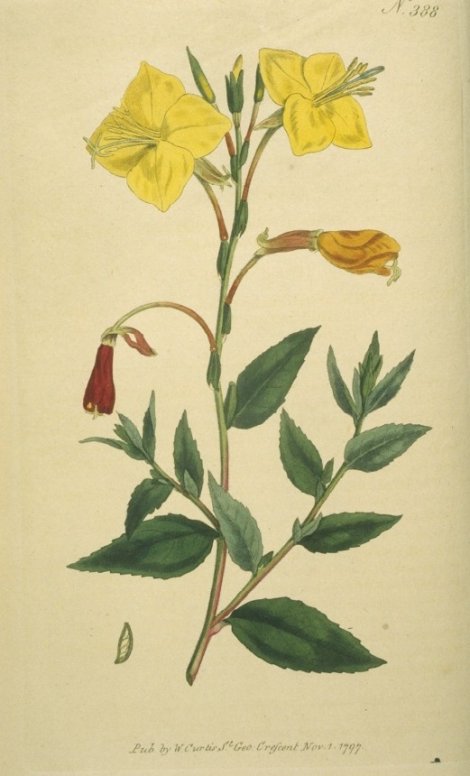 Gaura murtabilis - Curtis's Botanical