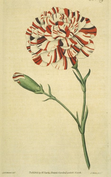 Dianthus caryophyllus - Curtis's Botanical