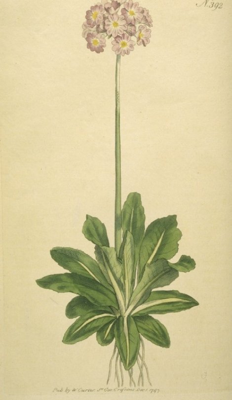 Primula auriculata - Curtis's Botanical