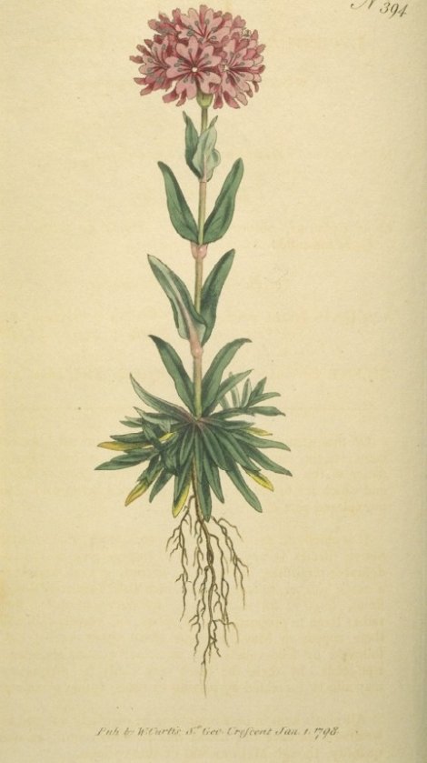 Lychnis alpina - Curtis's Botanical