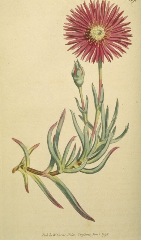 Lampranthus spectabilis - Curtis's Botanical