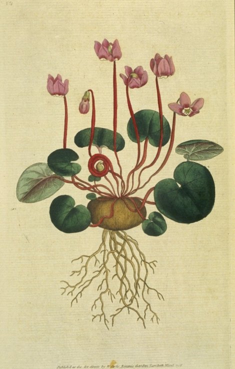 Cyclamen coum - Curtis's Botanical