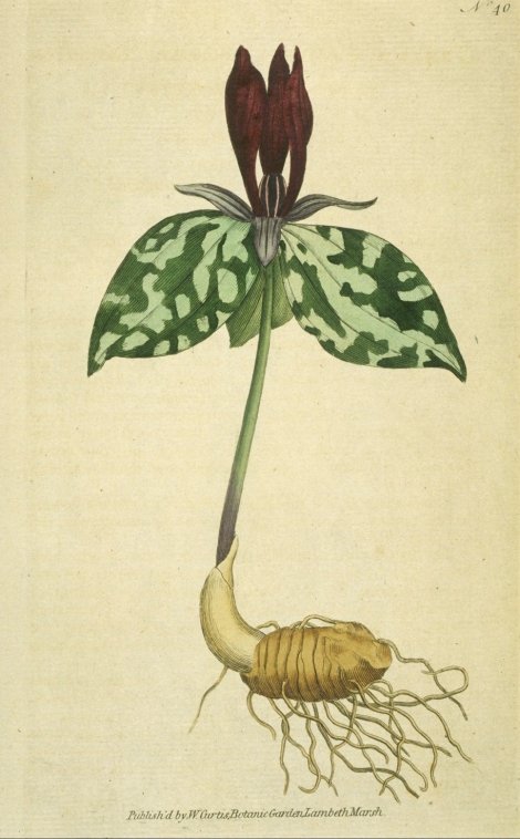 Trillium sessile - Curtis's Botanical