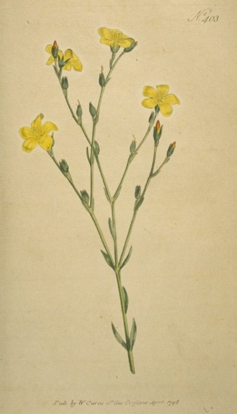 Linum africanum - Curtis's Botanical