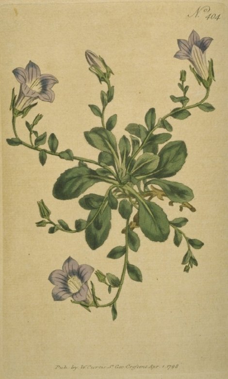 Campanula mollis - Curtis's Botanical