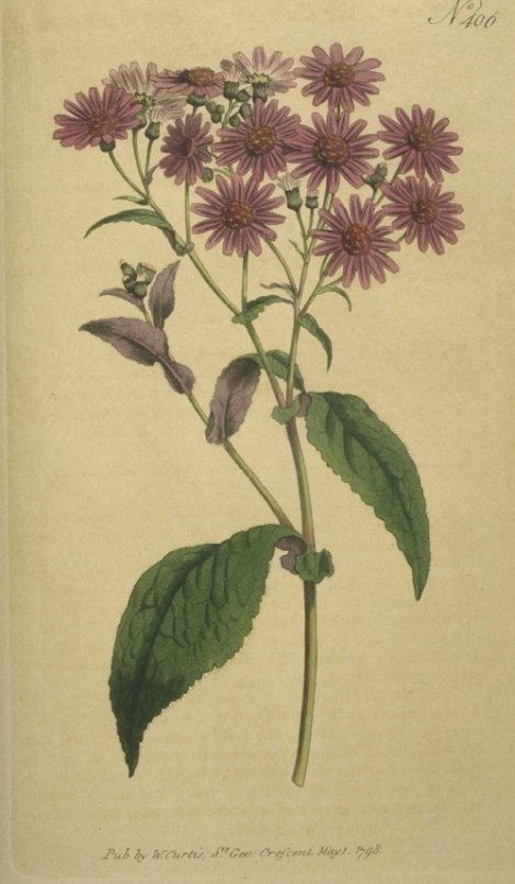 Pericallis cruenta - Curtis's Botanical