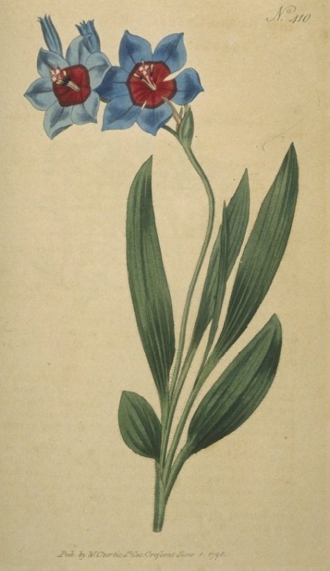 Babiana stricta - Curtis's Botanical