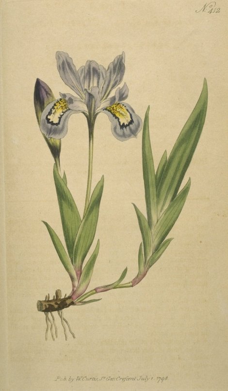 Iris cristata - Curtis's Botanical