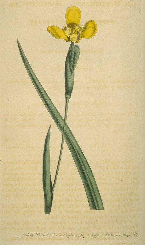 Trimeza martinicensis - Curtis's Botanical
