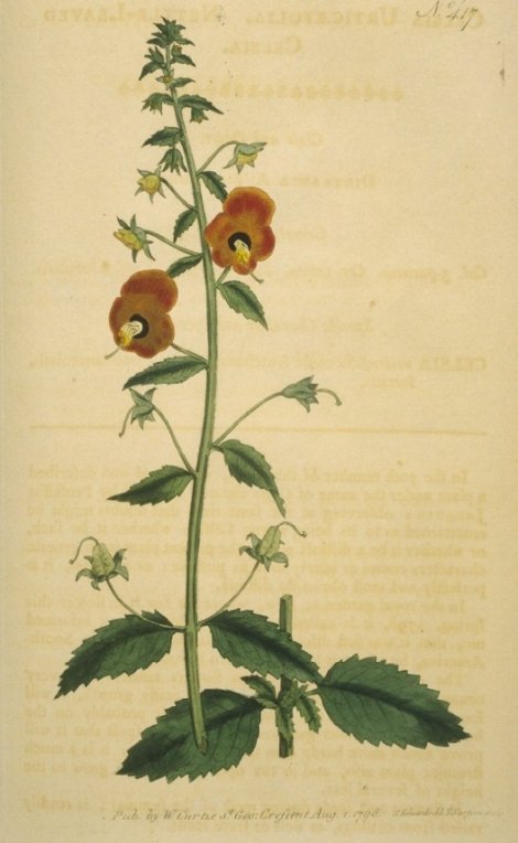 Alonsoa incisaefolia - Curtis's Botanical