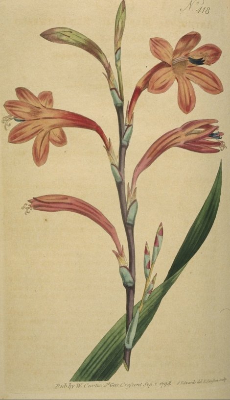 Watsonia meriana - Curtis's Botanical