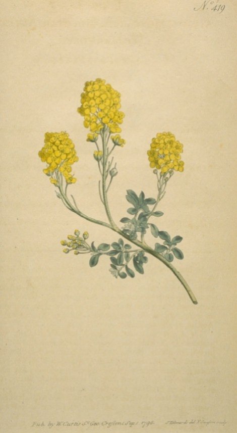 Alyssum montanum - Curtis's Botanical