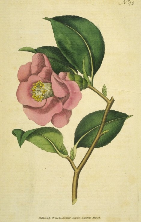 Camellia japonica - Curtis's Botanical