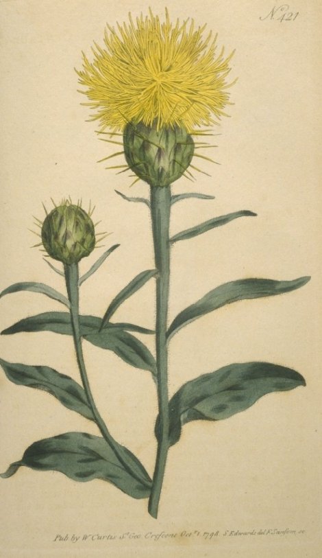 Centaurea aurea - Curtis's Botanical