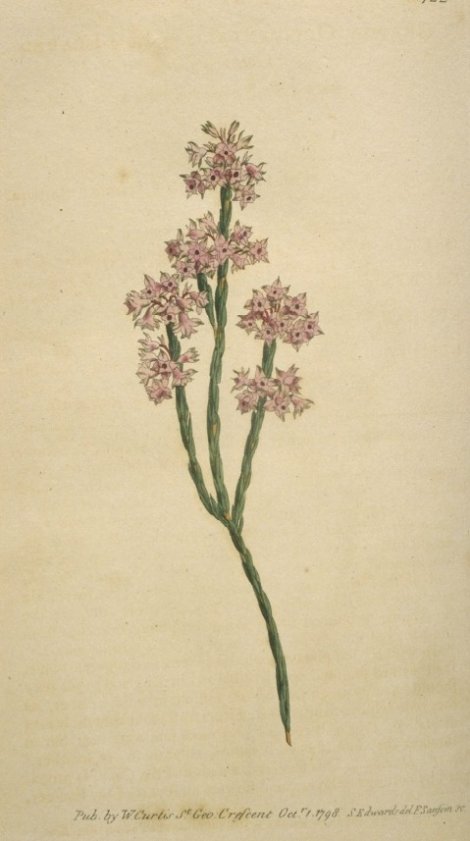 Grewia occidentalis - Curtis's Botanical