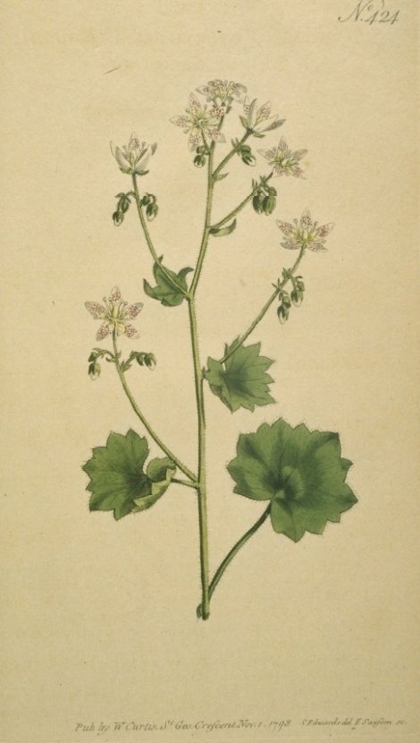 Saxifraga rotundifolia - Curtis's Botanical