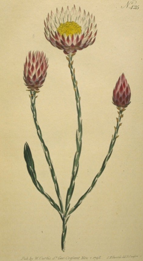 Edmondia sesamoides - Curtis's Botanical