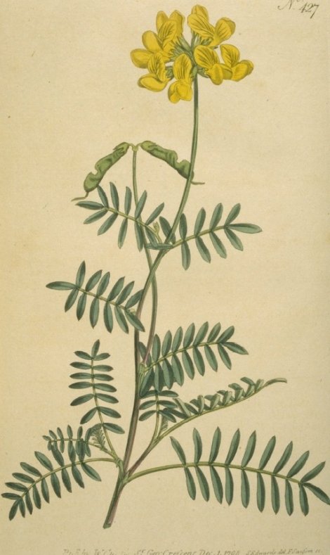 Hippocrepis balearica - Curtis's Botanical