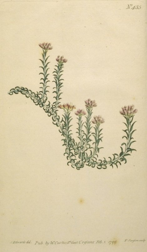 Ozothamnus encitolius - Curtis's Botanical