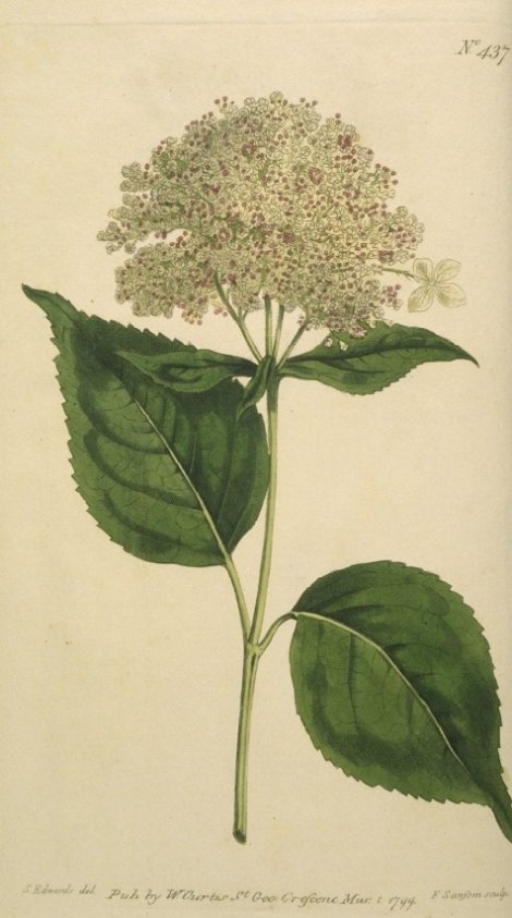 Hydrangea arborescens - Curtis's Botanical