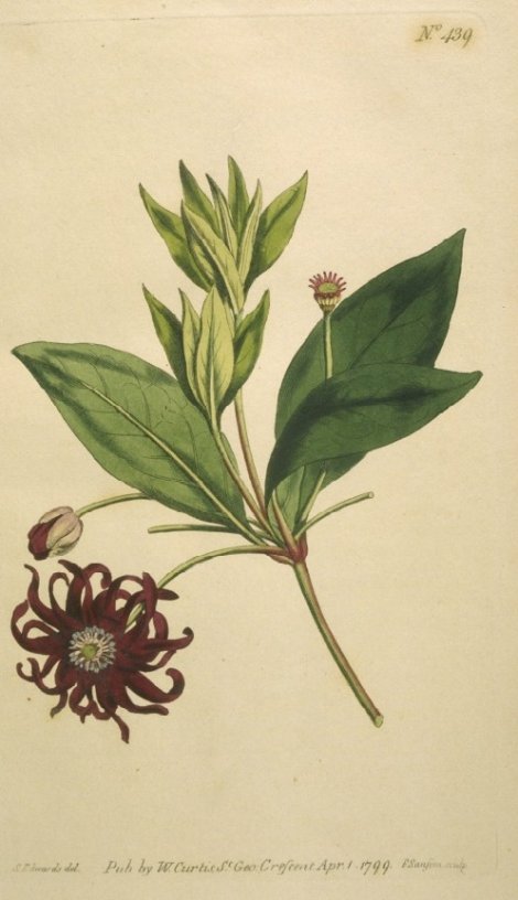 Illicium floridanum - Curtis's Botanical