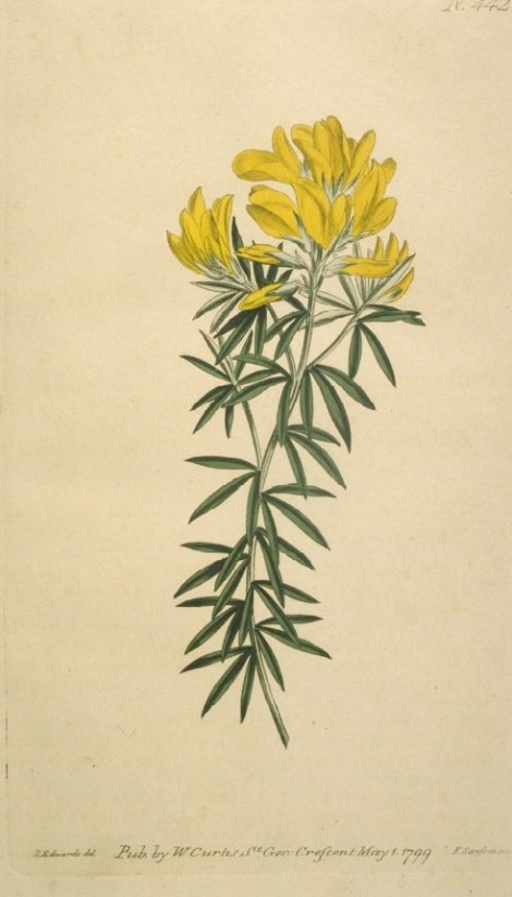Genista linifolia - Curtis's Botanical