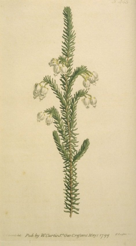 Erica physodes - Curtis's Botanical
