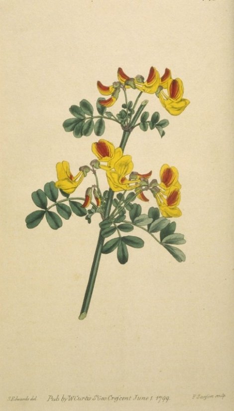 Coronilla emerus - Curtis's Botanical
