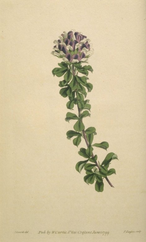 Otholobium fruticaps - Curtis's Botanical
