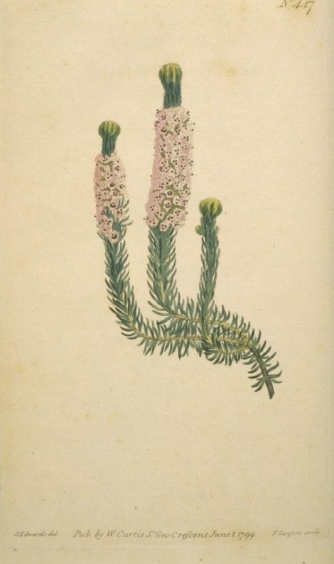 Erica empetrifolia - Curtis's Botanical