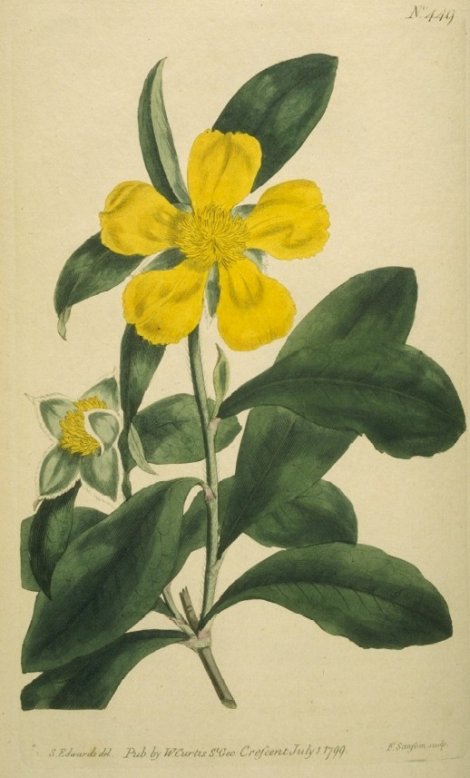 Dillenia speciosa - Curtis's Botanical
