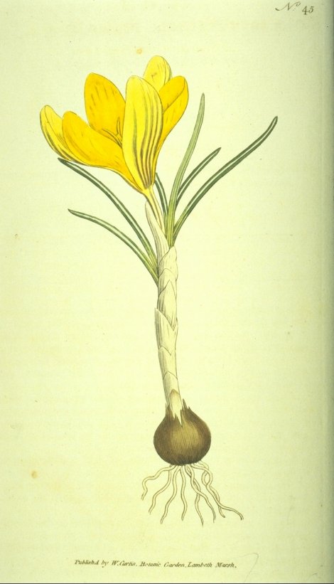 Crocus flavus - Curtis's Botanical